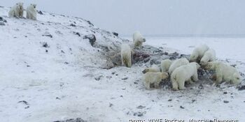 WWF России собирает средства на защиту Рыркайпия от белых медведей
