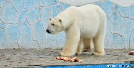 Спасённый на Чукотке белый медведь Айон во второй раз стал отцом