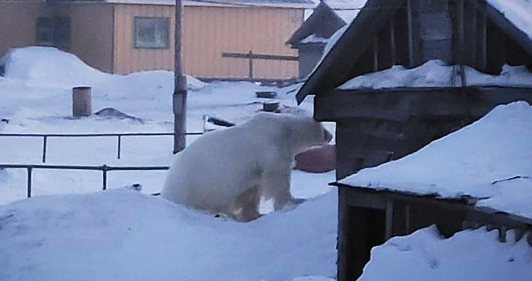Белый медведь "обнюхал" дома национального села Нешкан на Чукотке