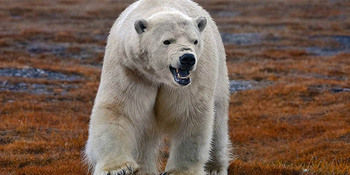 Белого медведя заметили в окрестностях Анадыря