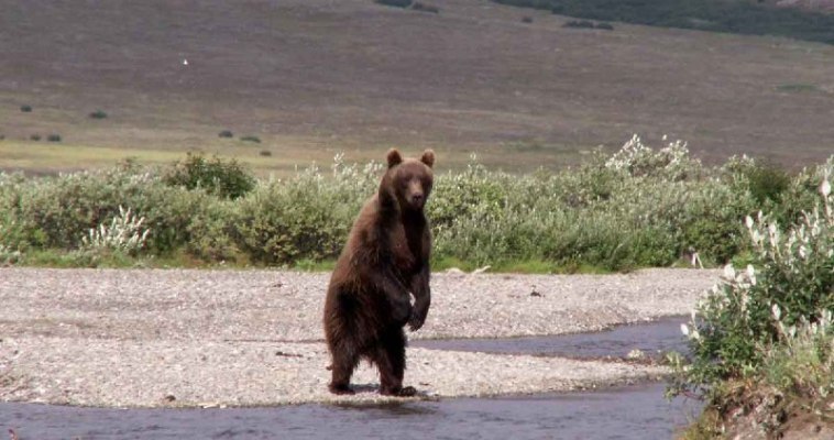 Бурые медведи начали выходить к населённым пунктам Чукотки