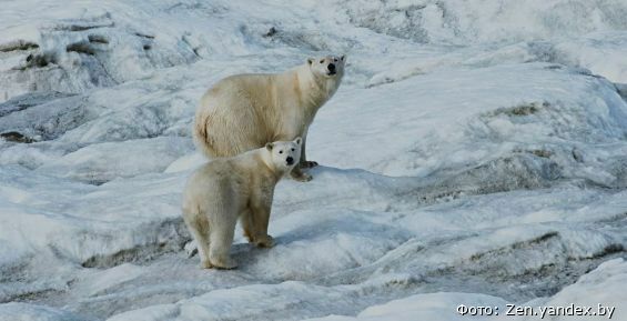 Белых медведей заметили недалеко от Анадыря