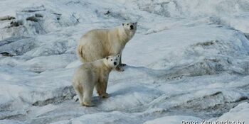 Белых медведей заметили недалеко от Анадыря