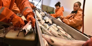 Полностью обеспечить регион рыбой намерен "Чукотский лосось"
