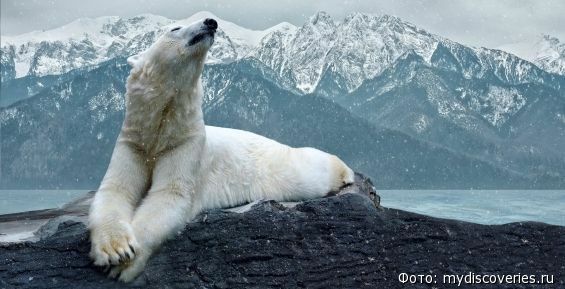 Блок-квоту на добычу белого медведя для аборигенов Чукотки и Аляски увеличили