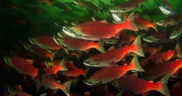 Более 70 тонн красной рыбы добыли промышленники Чукотки