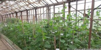 Урожай местных овощей и зелени в Провидения планируют удвоить