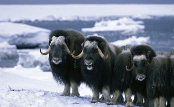 Численность овцебыков в российской Арктике выросла в тысячу раз