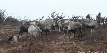 Хозяйства Якутии впервые за 15 лет пополнятся оленями чукотской породы