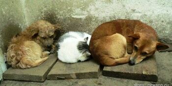 Большинство жителей Певека считают бездомных животных опасными