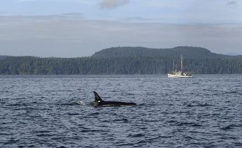 Чукотских морзверобоев попросили отправить на анализ китов с запахом