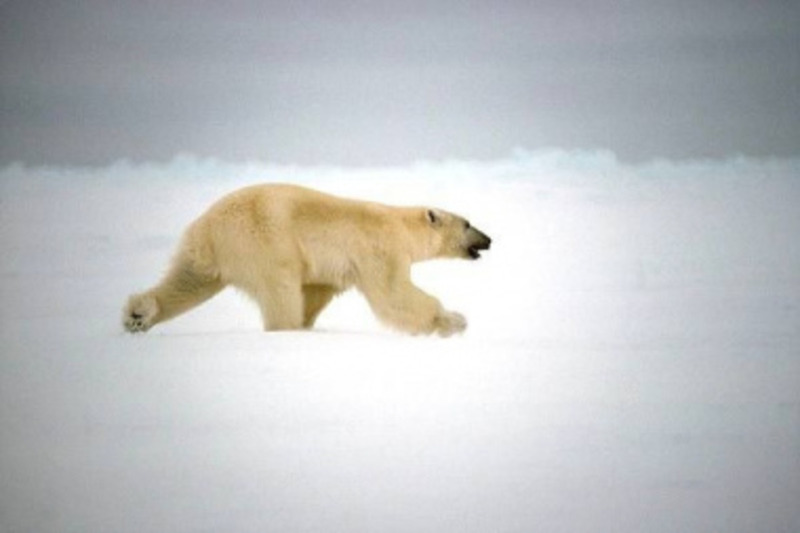Итоги V Международной научно-практической конференции «Вселенная белого медведя» подводят на Чукотке