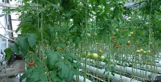 Первый урожай тепличных помидоров и огурцов в Ваегах соберут осенью