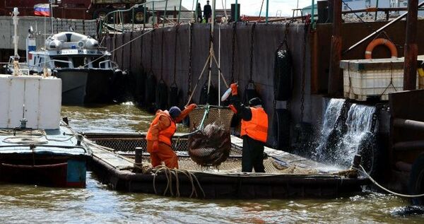 Более 20 тонн лососей добыли рыбопромышленники Чукотки с начала путины