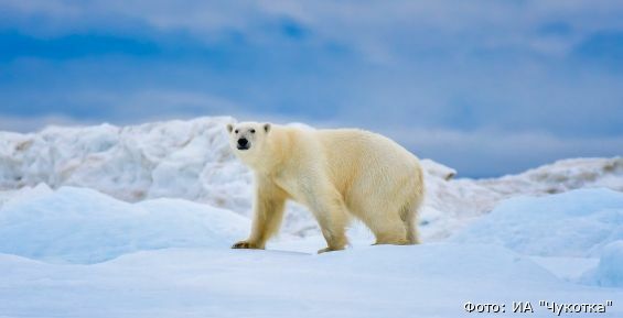 Чукотский нацпарк первым в России получил спецпрограмму для учёта белых медведей