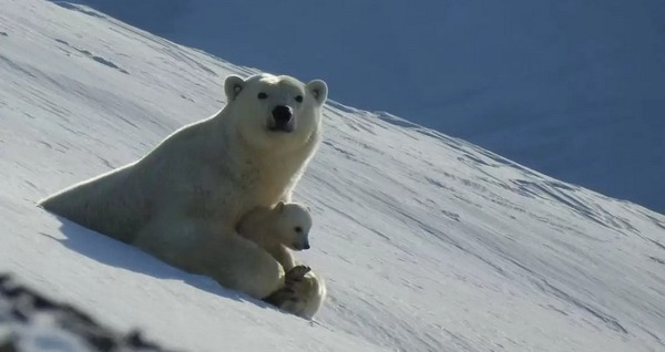 Белые медведицы начали покидать родильные берлоги на Чукотке