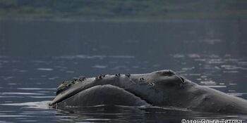 Ученые встретили редчайшего японского кита на Чукотке 