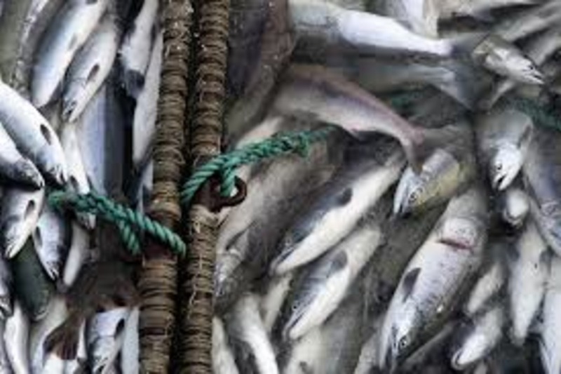 Коренным жителям Чукотки утвердили объёмы вылова лососей