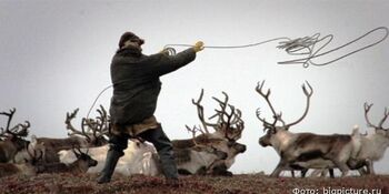Шестой съезд Союза оленеводов Чукотки пройдёт в Анадыре