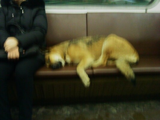 московские собаки ездят в метро