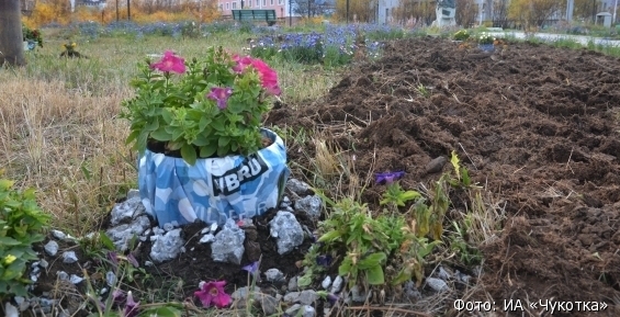 Газоны чукотской столицы готовят под новые кустарники
