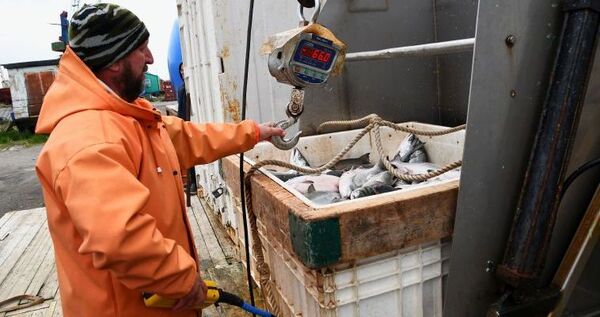 7,1 тыс. тонн красной рыбы собираются добыть на Чукотке в этом году