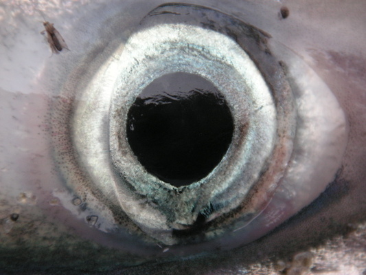 глаз рыбки