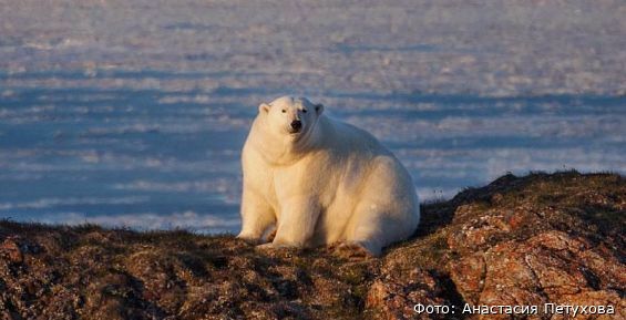 Учёные посчитали белых медведей на острове Врангеля