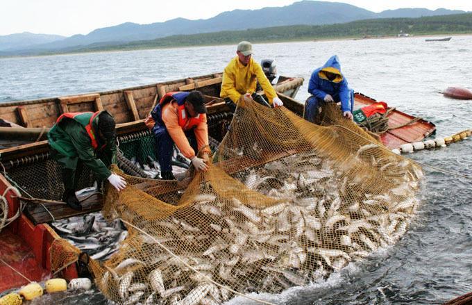 ВНИИРО: На Чукотке прогноз на вылов лососевых в путину составит около 3,7 тыс. тонн 