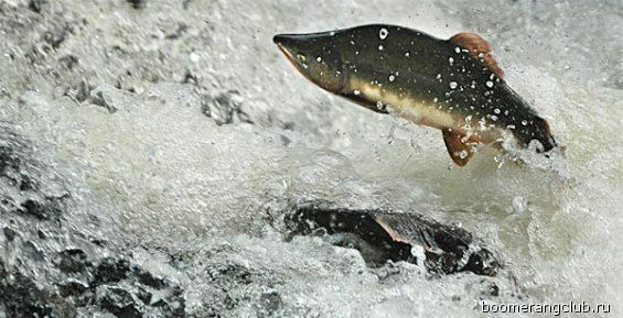 Тихоокеанский лосось повернул на Чукотку 