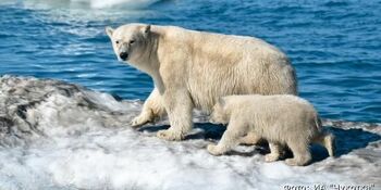 Новую редакцию госпрограммы развития Арктики подготовят до 1 декабря