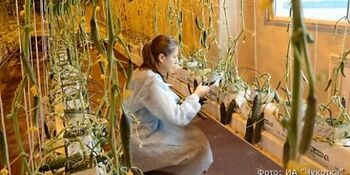 Чукотские предприниматели собирают урожай огурцов