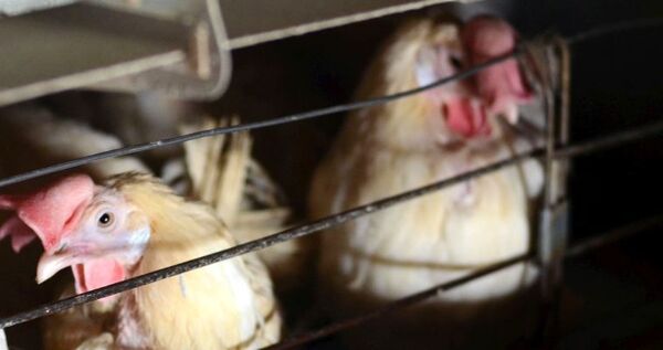 Филиал птицефабрики "Северная" в Чукотском районе впервые обновил поголовье кур