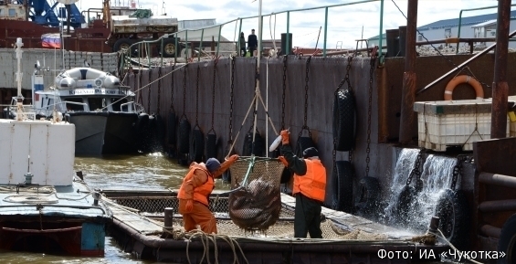 Улов лососей на Чукотке превысил 2,6 тыс. тонн