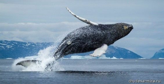 Ученые попросили жителей Чукотки устроить фотоохоту на китов