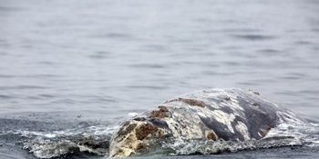Сотрудники «Берингии» приняли участие в совещании по морским млекопитающим в Анкоридже 