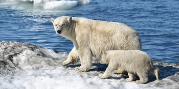 Конференция "Вселенная белого медведя" пройдет онлайн с 28 по 30 сентября