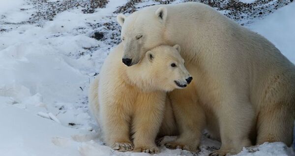 Специалисты из Бразилии и Китая обсудят чукотских белых медведей