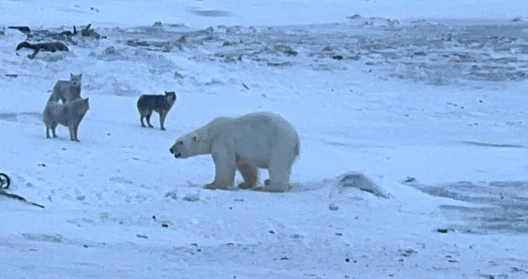 В Инчоуне белый медведь забрался на склад с моржовым мясом