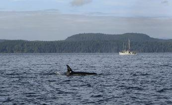 Морские зверобои Чукотки в текущем году добыли 130 серых китов
