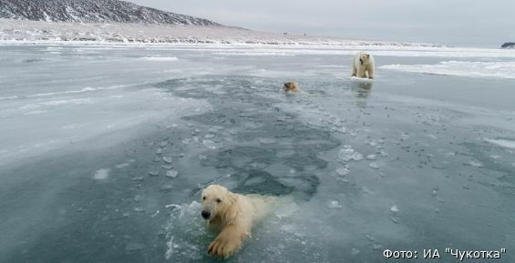 Белые медведи уходят от чукотского села Рыркайпий
