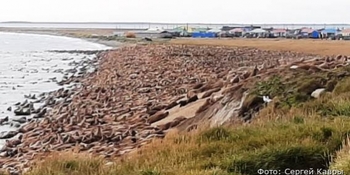 Рекордное количество моржей собралось в этом году на чукотском мысе Ванкарем 