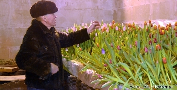 Самые восточные тюльпаны России вырастили в Эгвекиноте