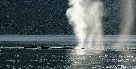 На Чукотке впервые изучат реакцию китов на судовой шум