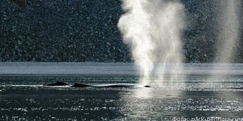 На Чукотке впервые изучат реакцию китов на судовой шум
