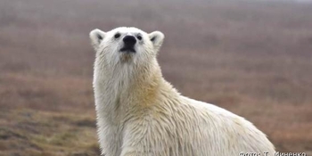 Белый медведь замечен в окрестностях Анадыря 