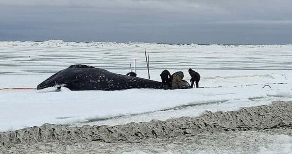 Первого кита загарпунили морзверобои самого восточного села России