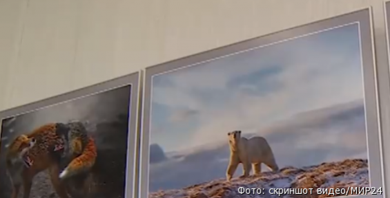 Фото белого медведя с Чукотки стало лучшим в конкурсе National Geographic 