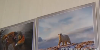 Фото белого медведя с Чукотки стало лучшим в конкурсе National Geographic 