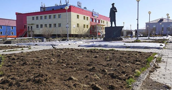Мавританский газон, трава "Арктика" и петунии украсят улицы Анадыря этим летом